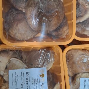 Shitake