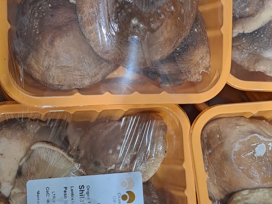 Shitake