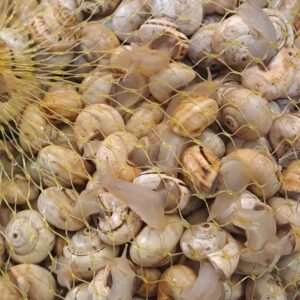 Avellanec Vivo