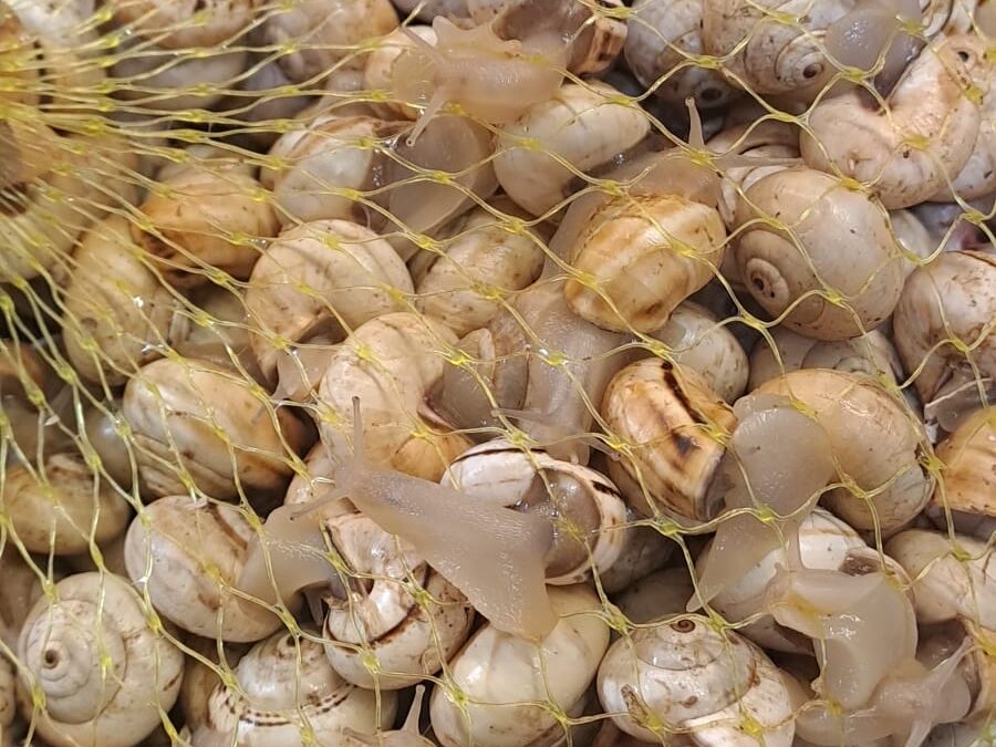 Avellanec Vivo